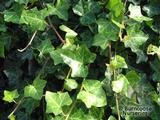 HEDERA helix 'Hibernica' HEDERA helix 'Hibernica'