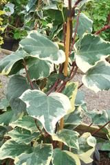 HEDERA canariensis 'Variegata'  