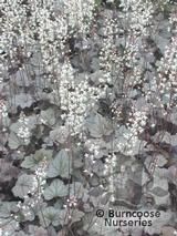 HEUCHERELLA 'Quicksilver'  