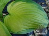 HOSTA 'Stained Glass' HOSTA 'Stained Glass'