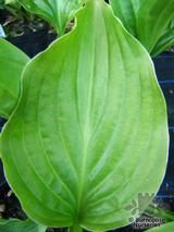HOSTA rectifolia 'Royal Standard'  