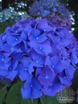 HYDRANGEA 'Enziandom'  