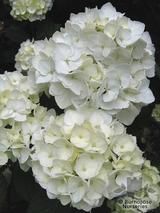 HYDRANGEA 'Mme E. Mouillere' HYDRANGEA 'Mme E. Mouillere'