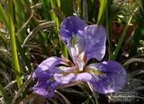 IRIS unguicularis IRIS unguicularis
