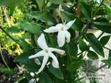 JASMINUM polyanthum  