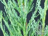 JUNIPERUS scopulorum 'Skyrocket' JUNIPERUS scopulorum 'Skyrocket'