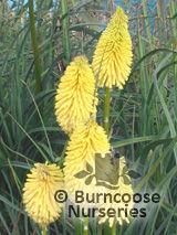 KNIPHOFIA 'Bees Lemon'  