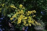 KOELREUTERIA paniculata KOELREUTERIA paniculata