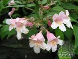 KOLKWITZIA amabilis 'Pink Cloud' KOLKWITZIA amabilis 'Pink Cloud'