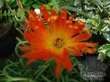 LAMPRANTHUS orange  