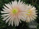 LAMPRANTHUS peach  