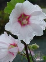 LAVATERA 'Barnsley' LAVATERA 'Barnsley'