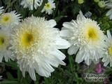 LEUCANTHEMUM x superba 'Wirral Supreme' 