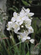 LIBERTIA grandiflora  