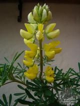LUPINUS LUPINUS