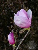 MAGNOLIA 'Advance'  