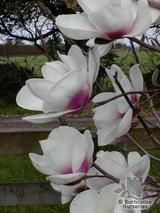 MAGNOLIA 'Athene'  
