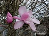 MAGNOLIA 'Copeland Court' MAGNOLIA 'Copeland Court'