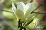 MAGNOLIA 'Elizabeth'  
