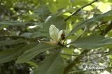 MAGNOLIA obovata  