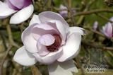 MAGNOLIA 'Iolanthe'  