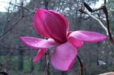 MAGNOLIA 'J.C. Williams' MAGNOLIA 'J.C. Williams'