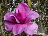 MAGNOLIA 'Purple Sensation' MAGNOLIA 'Purple Sensation'