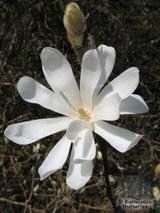 MAGNOLIA stellata 'Water Lily' 