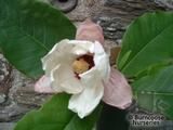 MAGNOLIA 'Summer Solstice' MAGNOLIA 'Summer Solstice'