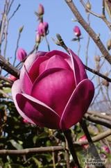 MAGNOLIA 'Sweet Valentine MAGNOLIA 'Sweet Valentine