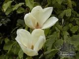 MAGNOLIA 'Yellow Lantern'  