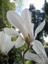 MAGNOLIA cylindrica MAGNOLIA cylindrica