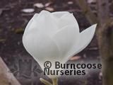 MAGNOLIA denudata MAGNOLIA denudata