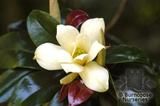 MAGNOLIA nitida MAGNOLIA nitida