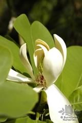 MAGNOLIA officinalis MAGNOLIA officinalis