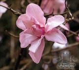 MAGNOLIA sargentiana  