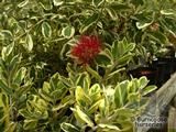 METROSIDEROS kermadecensis 'Variegata' 