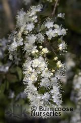 AMOMYRTUS AMOMYRTUS