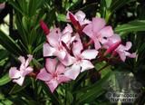 NERIUM oleander NERIUM oleander
