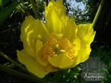 PAEONIA lutea var. ludlowii PAEONIA lutea var. ludlowii