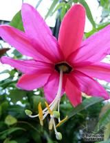 PASSIFLORA antioquiensis  