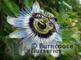 PASSIFLORA caerulea  
