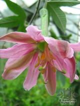 PASSIFLORA mollissima PASSIFLORA mollissima