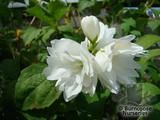 PHILADELPHUS 'Minnesota Snowflake' PHILADELPHUS 'Minnesota Snowflake'