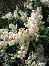 PIERIS japonica 'Purity' PIERIS japonica 'Purity'