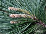 PINUS radiata  
