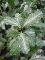 PITTOSPORUM tenuifolium 'Irene Paterson' PITTOSPORUM tenuifolium 'Irene Paterson'