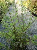 PITTOSPORUM tenuifolium 'French Lace' 