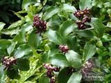 PITTOSPORUM tenuifolium PITTOSPORUM tenuifolium