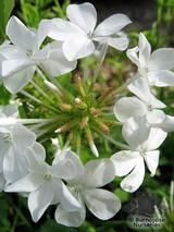 PLUMBAGO auriculata 'Alba' 
